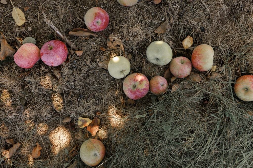 apples-fall-photography-Massachusetts